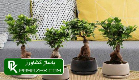 انواع بونسای و روش نگهداری از گل بونسای, راهنمای کامل نگهداری بن سای (درختچه مینیاتوری), روش مهم در نگهداری بونسای و روش های رشد بونسای, نگهداری بونسای ( روش نگهداری بن سای در خانه ), نکات طلایی نگهداری انواع بونسای, بررسی شرایط نگهداری بونسای + بیماری‌ها و راه‌های درمان, مختصری درباره روش نگهداری و هرس کردن بونسای, نکاتی برای نگهداری از گل بونسای, نگهداری بونسای جنسینگ؛ پرورش گل بن سای با آبیاری و نور, راهنمای جامع نگهداری بونسای | روش های تکثیر, نگهداری از بونسای - نکات نگهداری از انواع بن سای + عکس, روش تکثیر و نگهداری بونسای + معرفی ۱۶ گونه رایج و زیبا, شرایط نگهداری گیاه بونسای جنسینگ, آموزش روش نگهداری از بونسای جنسینگ در منزل, علت ریزش برگ بونسای, طریقه اب دادن گل بن سای, انواع بونسای آپارتمانی, قیمت گل بن سای دیجی کالا, مضرات گل بونسای, بونسای نخرید, نگهداری بونسای جنسینگ, روش نگهداری بونسای شمشاد