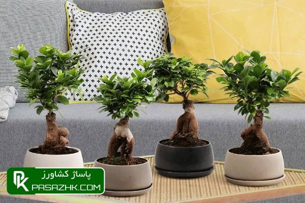 انواع بونسای و روش نگهداری از گل بونسای, راهنمای کامل نگهداری بن سای (درختچه مینیاتوری), روش مهم در نگهداری بونسای و روش های رشد بونسای, نگهداری بونسای ( روش نگهداری بن سای در خانه ), نکات طلایی نگهداری انواع بونسای, بررسی شرایط نگهداری بونسای + بیماری‌ها و راه‌های درمان, مختصری درباره روش نگهداری و هرس کردن بونسای, نکاتی برای نگهداری از گل بونسای, نگهداری بونسای جنسینگ؛ پرورش گل بن سای با آبیاری و نور, راهنمای جامع نگهداری بونسای | روش های تکثیر, نگهداری از بونسای - نکات نگهداری از انواع بن سای + عکس, روش تکثیر و نگهداری بونسای + معرفی ۱۶ گونه رایج و زیبا, شرایط نگهداری گیاه بونسای جنسینگ, آموزش روش نگهداری از بونسای جنسینگ در منزل, علت ریزش برگ بونسای, طریقه اب دادن گل بن سای, انواع بونسای آپارتمانی, قیمت گل بن سای دیجی کالا, مضرات گل بونسای, بونسای نخرید, نگهداری بونسای جنسینگ, روش نگهداری بونسای شمشاد