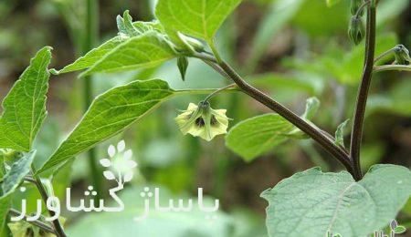 زمان کاشت بذر فیسالیس, آموزش کاشت بذر فیسالیس, آبیاری، دما و رطوبت, برداشت فیسالیس, نحوه کاشت فیسالیس در گلدان, پاساژ کشاورز, کشاورزی, گیاه آپارتمانی, مقالات کشاورزی, بازار بزرگ کشاورزی ایران, pasazhk, bbk-iran, پاساژ