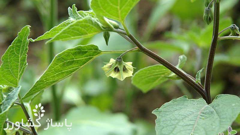 زمان کاشت بذر فیسالیس, آموزش کاشت بذر فیسالیس, آبیاری، دما و رطوبت, برداشت فیسالیس, نحوه کاشت فیسالیس در گلدان, پاساژ کشاورز, کشاورزی, گیاه آپارتمانی, مقالات کشاورزی, بازار بزرگ کشاورزی ایران, pasazhk, bbk-iran, پاساژ