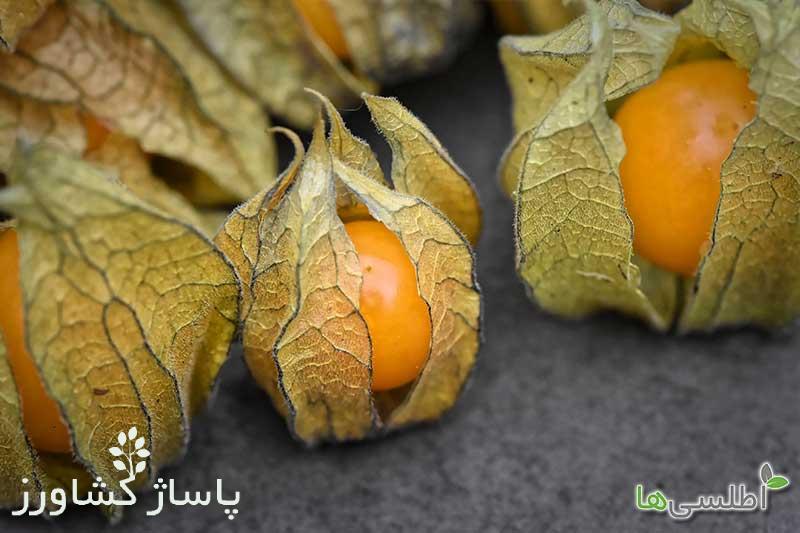 عمق و نور و محل کاشت مناسب, زمان کاشت بذر فیسالیس, آموزش کاشت بذر فیسالیس, آبیاری، دما و رطوبت, برداشت فیسالیس, نحوه کاشت فیسالیس در گلدان, پاساژ کشاورز, کشاورزی, گیاه آپارتمانی, مقالات کشاورزی, بازار بزرگ کشاورزی ایران, pasazhk, bbk-iran, پاساژ