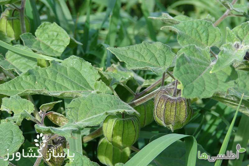 نحوه کاشت فیسالیس در گلدان, زمان کاشت بذر فیسالیس, آموزش کاشت بذر فیسالیس, آبیاری، دما و رطوبت, برداشت فیسالیس, نحوه کاشت فیسالیس در گلدان, پاساژ کشاورز, کشاورزی, گیاه آپارتمانی, مقالات کشاورزی, بازار بزرگ کشاورزی ایران, pasazhk, bbk-iran, پاساژ