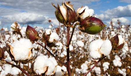 d8a7d8aed8aad8b5d8a7d8b5 daa9d988d8af db8cd8a7d8b1d8a7d986d987d8a7db8c d8a8d987 daa9d8b4d8aa d9bed986d8a8d987 d985d8b5d988d8a8 6653ce8447291, اختصاص کود یارانه‌ای به کشت پنبه مصوب شد, پاساژ کشاورز | بازار بزرگ کشاورزی در ایران, اخبار پاساژ کشاورز, ,