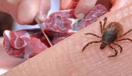 d8a7d981d8b1d8a7d8af d8aad988d8b5db8cd987d987d8a7db8c d8afd8a7d985d9bed8b2d8b4daa9db8c d8afd8b1 d8aed8b5d988d8b5 d8aed8b1db8cd8af 6650d5d7a3e5d, افراد توصیه‌های دامپزشکی در خصوص خرید دام و گوشت را جدی بگیرند, پاساژ کشاورز | بازار بزرگ کشاورزی در ایران, اخبار پاساژ کشاورز, ,