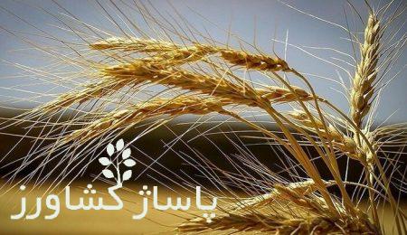 برداشت گندم در کشور ادامه دارد 10 d8a8d8b1d8afd8a7d8b4d8aa daafd986d8afd985 d8afd8b1 daa9d8b4d988d8b1 d8a7d8afd8a7d985d987 d8afd8a7d8b1d8af 66547988814fa, برداشت گندم در کشور ادامه دارد, پاساژ کشاورز | بازار بزرگ کشاورزی در ایران, مقالات, روش نگهداری گیاه ژینورا, روش نگهداری گیاه ژینورا
