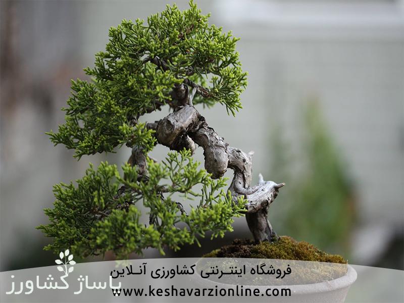 بهترین روش پرورش و نگهداری بونسای