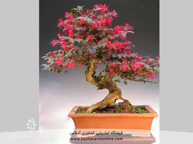 d8a8d987d8aad8b1db8cd986 d8b1d988d8b4 d9bed8b1d988d8b1d8b4 d988 d986daafd987d8afd8a7d8b1db8c d8a8d988d986d8b3d8a7db8c 6655473b4f07b, بهترین روش پرورش و نگهداری بونسای, پاساژ کشاورز | بازار بزرگ کشاورزی در ایران, مقالات, بهترین روش پرورش و نگهداری بونسای, بهترین روش پرورش و نگهداری بونسای,پرورش بونسای