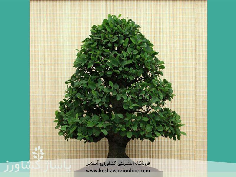 d8a8d987d8aad8b1db8cd986 d8b1d988d8b4 d9bed8b1d988d8b1d8b4 d988 d986daafd987d8afd8a7d8b1db8c d8a8d988d986d8b3d8a7db8c 6655473c1eb0c, بهترین روش پرورش و نگهداری بونسای, پاساژ کشاورز | بازار بزرگ کشاورزی در ایران, مقالات, بهترین روش پرورش و نگهداری بونسای, بهترین روش پرورش و نگهداری بونسای,پرورش بونسای