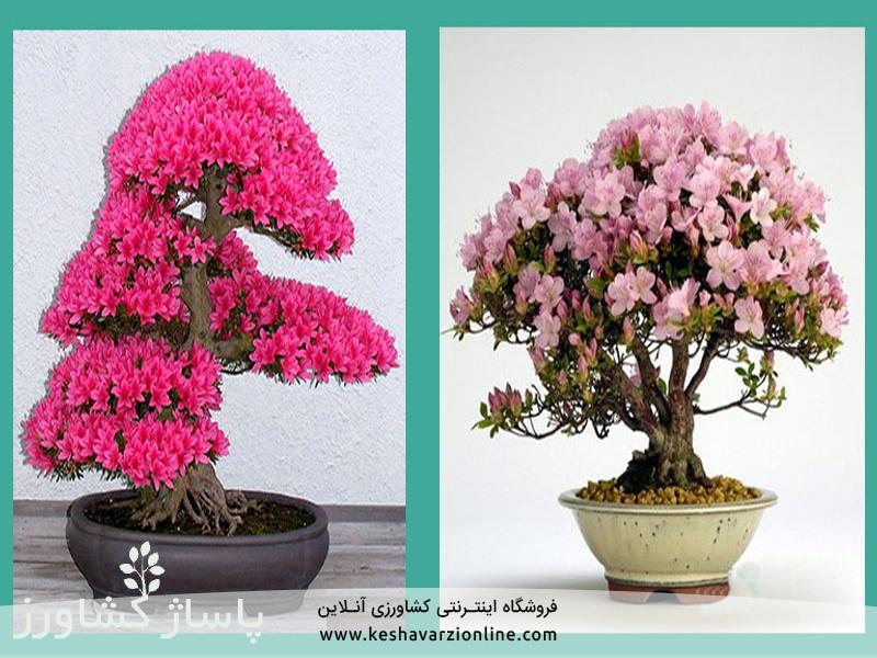 d8a8d987d8aad8b1db8cd986 d8b1d988d8b4 d9bed8b1d988d8b1d8b4 d988 d986daafd987d8afd8a7d8b1db8c d8a8d988d986d8b3d8a7db8c 6655473ce0d4e, بهترین روش پرورش و نگهداری بونسای, پاساژ کشاورز | بازار بزرگ کشاورزی در ایران, مقالات, بهترین روش پرورش و نگهداری بونسای, بهترین روش پرورش و نگهداری بونسای,پرورش بونسای