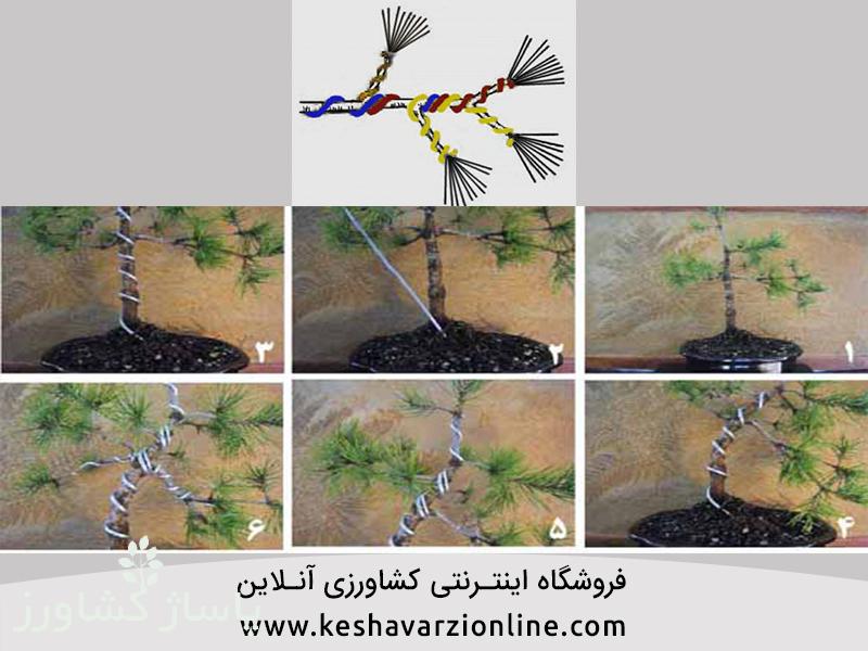 d8a8d987d8aad8b1db8cd986 d8b1d988d8b4 d9bed8b1d988d8b1d8b4 d988 d986daafd987d8afd8a7d8b1db8c d8a8d988d986d8b3d8a7db8c 6655473e7ae6f, بهترین روش پرورش و نگهداری بونسای, پاساژ کشاورز | بازار بزرگ کشاورزی در ایران, مقالات, بهترین روش پرورش و نگهداری بونسای, بهترین روش پرورش و نگهداری بونسای,پرورش بونسای