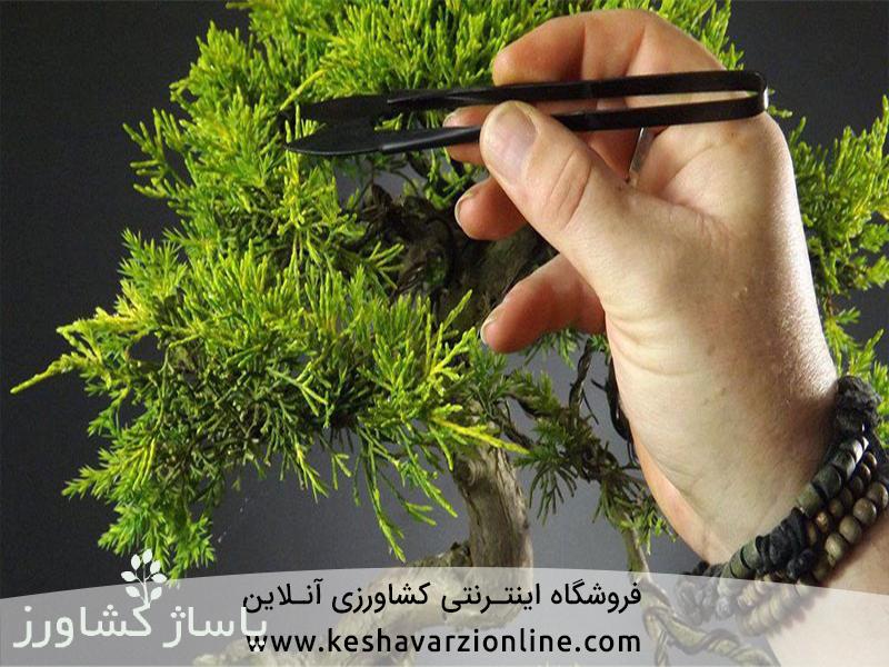 d8a8d987d8aad8b1db8cd986 d8b1d988d8b4 d9bed8b1d988d8b1d8b4 d988 d986daafd987d8afd8a7d8b1db8c d8a8d988d986d8b3d8a7db8c 665547401bc68, بهترین روش پرورش و نگهداری بونسای, پاساژ کشاورز | بازار بزرگ کشاورزی در ایران, مقالات, بهترین روش پرورش و نگهداری بونسای, بهترین روش پرورش و نگهداری بونسای,پرورش بونسای