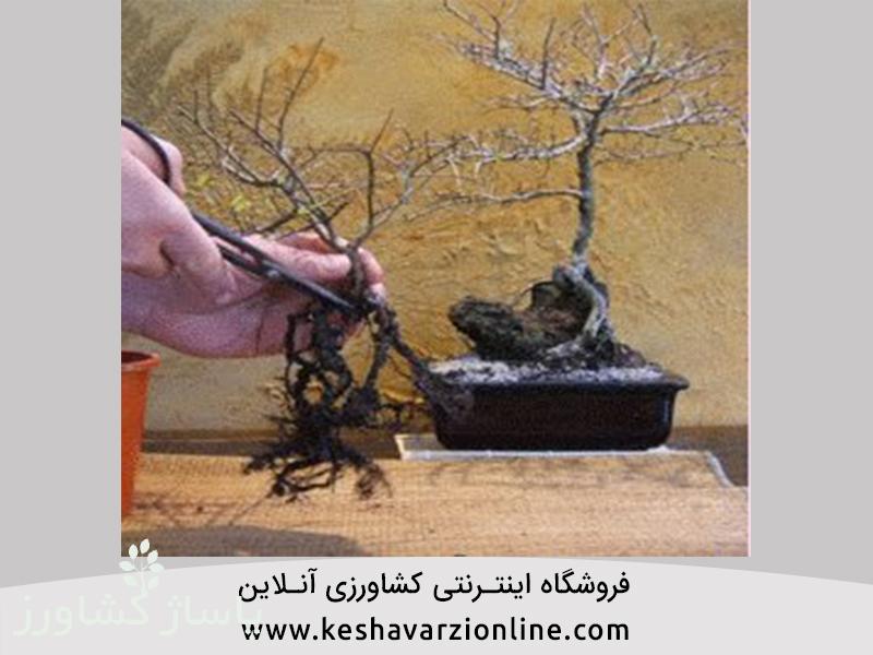 d8a8d987d8aad8b1db8cd986 d8b1d988d8b4 d9bed8b1d988d8b1d8b4 d988 d986daafd987d8afd8a7d8b1db8c d8a8d988d986d8b3d8a7db8c 66554740e56b8, بهترین روش پرورش و نگهداری بونسای, پاساژ کشاورز | بازار بزرگ کشاورزی در ایران, مقالات, بهترین روش پرورش و نگهداری بونسای, بهترین روش پرورش و نگهداری بونسای,پرورش بونسای