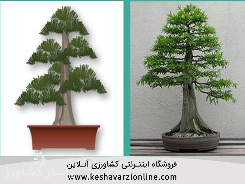d8a8d987d8aad8b1db8cd986 d8b1d988d8b4 d9bed8b1d988d8b1d8b4 d988 d986daafd987d8afd8a7d8b1db8c d8a8d988d986d8b3d8a7db8c 6655474419399, بهترین روش پرورش و نگهداری بونسای, پاساژ کشاورز | بازار بزرگ کشاورزی در ایران, مقالات, بهترین روش پرورش و نگهداری بونسای, بهترین روش پرورش و نگهداری بونسای,پرورش بونسای