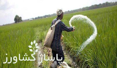 بیش از ۳ هزار تن انواع کودهای یارانهدار تامین و توزیع شد 11 d8a8db8cd8b4 d8a7d8b2 dbb3 d987d8b2d8a7d8b1 d8aad986 d8a7d986d988d8a7d8b9 daa9d988d8afd987d8a7db8c db8cd8a7d8b1d8a7d986d987d8af 665463fa2dc85, بیش از ۳ هزار تن انواع کودهای یارانهدار تامین و توزیع شد, پاساژ کشاورز | بازار بزرگ کشاورزی در ایران, مقالات, روش نگهداری گیاه ژینورا, روش نگهداری گیاه ژینورا