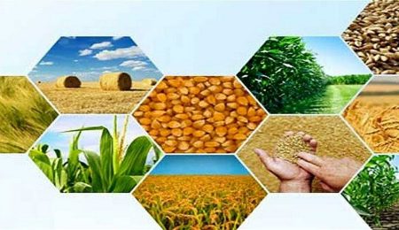 d8aad988d984db8cd8af d8b3d8a7d984d8a7d986d987 dbb2dbb5 d985db8cd984db8cd988d986 d8aad986 d985d8add8b5d988d984d8a7d8aa d8a8d8a7d8badb8c 6650d5e18f732, تولید سالانه ۲۵ میلیون تن محصولات باغی در کشور, پاساژ کشاورز | بازار بزرگ کشاورزی در ایران, اخبار پاساژ کشاورز, ,