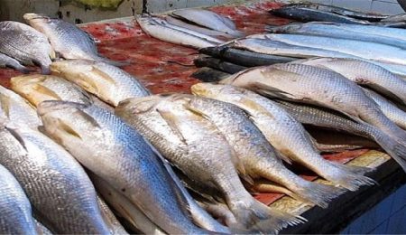 d8aad988d984db8cd8af d985d8a7d987db8cd8a7d986 daafd8b1d985 d8a2d8a8db8c d8a8d987 dbb2dbb0dbb0 d987d8b2d8a7d8b1d8aad986 d8b1d8b3db8cd8af 665230986cb8e, تولید ماهیان گرم آبی به ۲۰۰ هزارتن رسید, پاساژ کشاورز | بازار بزرگ کشاورزی در ایران, اخبار پاساژ کشاورز, ,