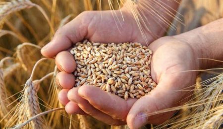 d8aed8b1db8cd8af d8aad8b6d985db8cd986db8c daafd986d8afd985 d8a7d8b2 dbb2 dbb3 d985db8cd984db8cd988d986 d8aad986 daafd8b0d8b4d8aa 6653c8b53ccbc, خرید تضمینی گندم از ۲.۳ میلیون تن گذشت, پاساژ کشاورز | بازار بزرگ کشاورزی در ایران, اخبار پاساژ کشاورز, ,