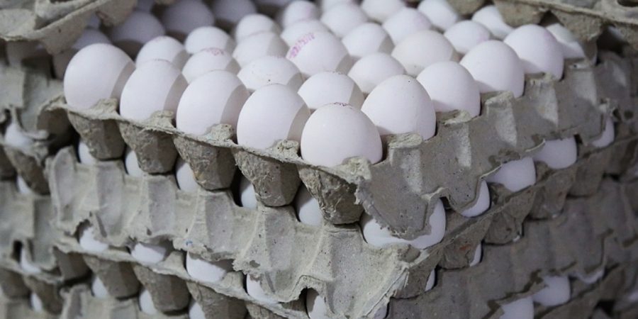 خرید حمایتی تخم مرغ به ۸۰۰ تن رسید 1 d8aed8b1db8cd8af d8add985d8a7db8cd8aadb8c d8aad8aed985 d985d8b1d8ba d8a8d987 dbb8dbb0dbb0 d8aad986 d8b1d8b3db8cd8af 665230901fec5, خرید حمایتی تخم مرغ به ۸۰۰ تن رسید, پاساژ کشاورز | بازار بزرگ کشاورزی در ایران, اخبار پاساژ کشاورز, ,