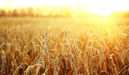 d8aed8b1db8cd8af daafd986d8afd985 d8afd8b1 d8b4d987d8b1d8b3d8aad8a7d986 daa9d987daafdb8cd984d988db8cd987 d8a7d981d8b2d988d986 d8a8d8b1 6653b5a9e040f, خرید گندم در شهرستان کهگیلویه افزون بر ۱۲ هزار تن رسید, پاساژ کشاورز | بازار بزرگ کشاورزی در ایران, اخبار پاساژ کشاورز, ,