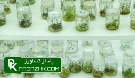 خودکفایی در تولید بذرهای مورد نیاز بخش کشاورزی 5 d8aed988d8afdaa9d981d8a7db8cdb8c d8afd8b1 d8aad988d984db8cd8af d8a8d8b0d8b1d987d8a7db8c d985d988d8b1d8af d986db8cd8a7d8b2 d8a8d8aed8b4 66571833f0d48, خودکفایی در تولید بذرهای مورد نیاز بخش کشاورزی, پاساژ کشاورز | بازار بزرگ کشاورزی در ایران, اخبار پاساژ کشاورز, ,