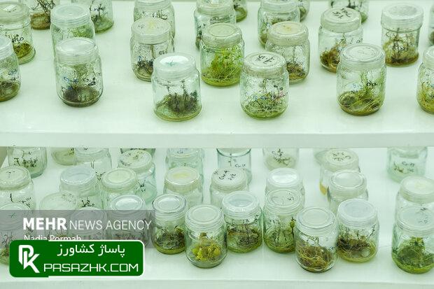 خودکفایی در تولید بذرهای مورد نیاز بخش کشاورزی 1 d8aed988d8afdaa9d981d8a7db8cdb8c d8afd8b1 d8aad988d984db8cd8af d8a8d8b0d8b1d987d8a7db8c d985d988d8b1d8af d986db8cd8a7d8b2 d8a8d8aed8b4 66571833f0d48, خودکفایی در تولید بذرهای مورد نیاز بخش کشاورزی, پاساژ کشاورز | بازار بزرگ کشاورزی در ایران, اخبار پاساژ کشاورز, ,