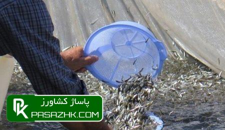 رهاسازی ۸۰ هزار قطعه انواع بچه ماهی بومی در تالاب شادگان 6 d8b1d987d8a7d8b3d8a7d8b2db8c dbb8dbb0 d987d8b2d8a7d8b1 d982d8b7d8b9d987 d8a7d986d988d8a7d8b9 d8a8da86d987 d985d8a7d987db8c d8a8d988d985 665842974f23f, رهاسازی ۸۰ هزار قطعه انواع بچه ماهی بومی در تالاب شادگان, پاساژ کشاورز | بازار بزرگ کشاورزی در ایران, اخبار پاساژ کشاورز, ,