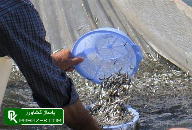 رهاسازی ۸۰ هزار قطعه انواع بچه ماهی بومی در تالاب شادگان 1 d8b1d987d8a7d8b3d8a7d8b2db8c dbb8dbb0 d987d8b2d8a7d8b1 d982d8b7d8b9d987 d8a7d986d988d8a7d8b9 d8a8da86d987 d985d8a7d987db8c d8a8d988d985 665842974f23f, رهاسازی ۸۰ هزار قطعه انواع بچه ماهی بومی در تالاب شادگان, پاساژ کشاورز | بازار بزرگ کشاورزی در ایران, اخبار پاساژ کشاورز, ,