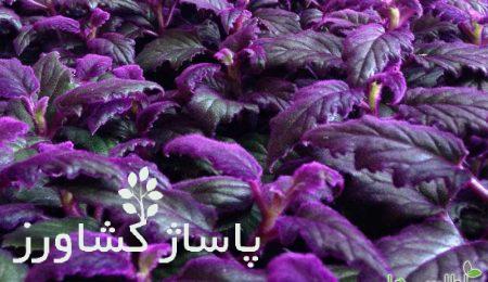 روش نگهداری گیاه ژینورا 4 d8b1d988d8b4 d986daafd987d8afd8a7d8b1db8c daafdb8cd8a7d987 da98db8cd986d988d8b1d8a7 66553458ea996, روش نگهداری گیاه ژینورا, پاساژ کشاورز | بازار بزرگ کشاورزی در ایران, مقالات, روش نگهداری گیاه ژینورا,