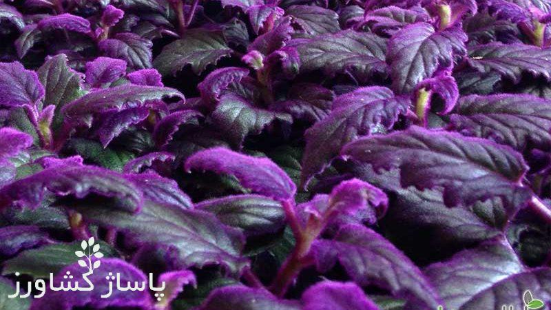 روش نگهداری گیاه ژینورا 1 d8b1d988d8b4 d986daafd987d8afd8a7d8b1db8c daafdb8cd8a7d987 da98db8cd986d988d8b1d8a7 66553458ea996, روش نگهداری گیاه ژینورا, پاساژ کشاورز | بازار بزرگ کشاورزی در ایران, مقالات, روش نگهداری گیاه ژینورا, روش نگهداری گیاه ژینورا