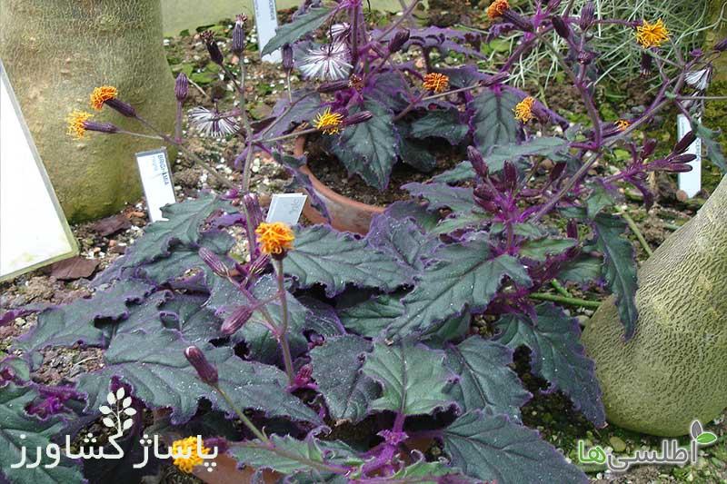 نور، دما و رطوبت