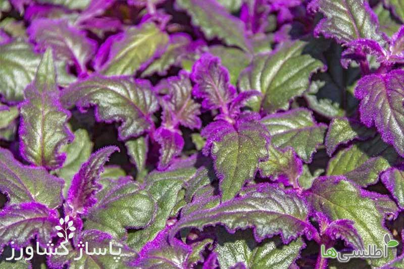 تکثیر گیاه ژینورا