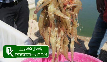 ساختار پرورش میگو در کشور اصلاح شود 9 d8b3d8a7d8aed8aad8a7d8b1 d9bed8b1d988d8b1d8b4 d985db8cdaafd988 d8afd8b1 daa9d8b4d988d8b1 d8a7d8b5d984d8a7d8ad d8b4d988d8af 66599e4960d89, ساختار پرورش میگو در کشور اصلاح شود, پاساژ کشاورز | بازار بزرگ کشاورزی در ایران, اخبار پاساژ کشاورز, ,