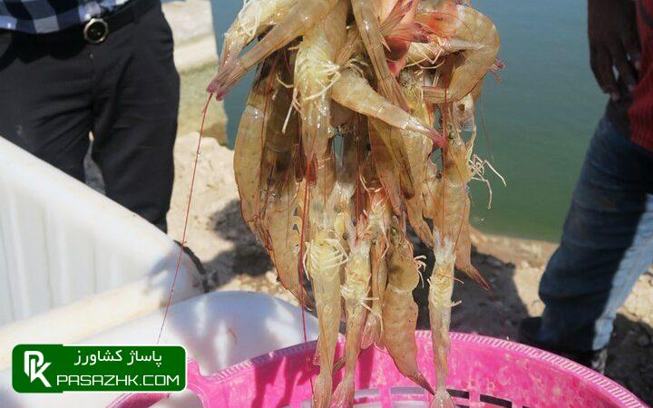 d8b3d8a7d8aed8aad8a7d8b1 d9bed8b1d988d8b1d8b4 d985db8cdaafd988 d8afd8b1 daa9d8b4d988d8b1 d8a7d8b5d984d8a7d8ad d8b4d988d8af 66599e4960d89, ساختار پرورش میگو در کشور اصلاح شود, پاساژ کشاورز | بازار بزرگ کشاورزی در ایران, اخبار پاساژ کشاورز, ,