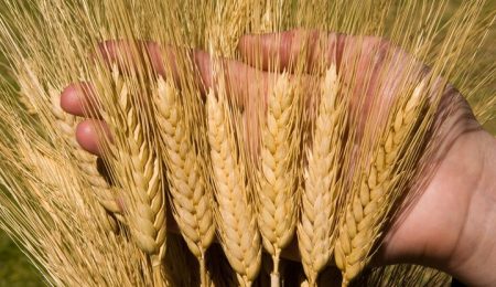 قیمت تضمینی «جو» اعلام شد/ کیلویی ۱۰ هزار تومان 4 d982db8cd985d8aa d8aad8b6d985db8cd986db8c d8acd988 d8a7d8b9d984d8a7d985 d8b4d8af daa9db8cd984d988db8cdb8c dbb1dbb0 d987d8b2d8a7 6653cecc8800c, قیمت تضمینی «جو» اعلام شد/ کیلویی ۱۰ هزار تومان, پاساژ کشاورز | بازار بزرگ کشاورزی در ایران, اخبار پاساژ کشاورز, ,