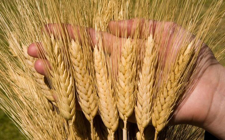 d982db8cd985d8aa d8aad8b6d985db8cd986db8c d8acd988 d8a7d8b9d984d8a7d985 d8b4d8af daa9db8cd984d988db8cdb8c dbb1dbb0 d987d8b2d8a7 6653cecc8800c, قیمت تضمینی «جو» اعلام شد/ کیلویی ۱۰ هزار تومان, پاساژ کشاورز | بازار بزرگ کشاورزی در ایران, اخبار پاساژ کشاورز, ,