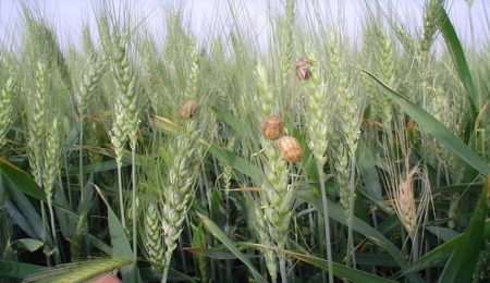 d985d8a8d8a7d8b1d8b2d987 d8b9d984db8cd987 d8a2d981d8aa d8b3d986 daafd986d8afd985 d8a8d987 dbb2 d985db8cd984db8cd988d986 d988 dbb1dbb0 6650d5f2e1e33, مبارزه علیه آفت سن گندم به ۲ میلیون و ۱۰۰ هزار هکتار رسید, پاساژ کشاورز | بازار بزرگ کشاورزی در ایران, اخبار پاساژ کشاورز, ,