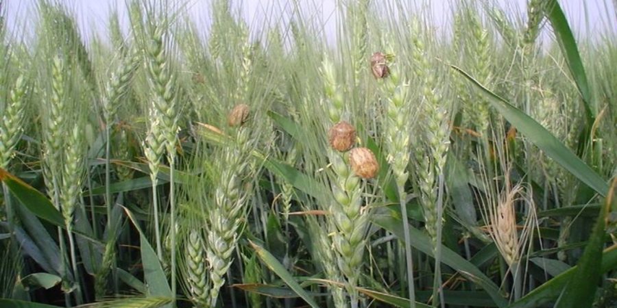 d985d8a8d8a7d8b1d8b2d987 d8b9d984db8cd987 d8a2d981d8aa d8b3d986 daafd986d8afd985 d8a8d987 dbb2 d985db8cd984db8cd988d986 d988 dbb1dbb0 6650d5f2e1e33, مبارزه علیه آفت سن گندم به ۲ میلیون و ۱۰۰ هزار هکتار رسید, پاساژ کشاورز | بازار بزرگ کشاورزی در ایران, اخبار پاساژ کشاورز, ,