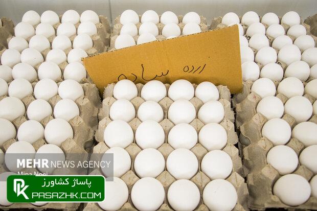 d985d985d986d988d8b9db8cd8aa d8b5d8a7d8afd8b1d8a7d8aa d8aad8aed985d985d8b1d8ba d8a8d987 d8b9d8b1d8a7d982 d8aadaa9d8b0db8cd8a8 6659b7c738522, ممنوعیت صادرات تخم‌مرغ به عراق تکذیب شد, پاساژ کشاورز | بازار بزرگ کشاورزی در ایران, اخبار پاساژ کشاورز, ,