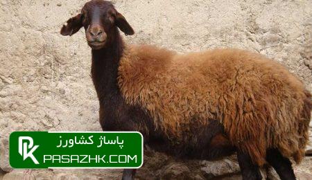 «نژاد افشاری» اصلاح شد 7 d986da98d8a7d8af d8a7d981d8b4d8a7d8b1db8c d8a7d8b5d984d8a7d8ad d8b4d8af 6655a6b68b420, «نژاد افشاری» اصلاح شد, پاساژ کشاورز | بازار بزرگ کشاورزی در ایران, اخبار کشاورزی, ,