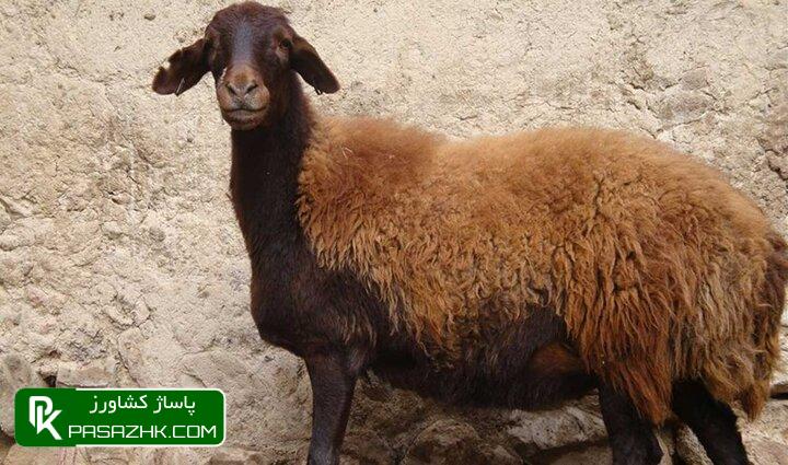 d986da98d8a7d8af d8a7d981d8b4d8a7d8b1db8c d8a7d8b5d984d8a7d8ad d8b4d8af 6655a6b68b420, «نژاد افشاری» اصلاح شد, پاساژ کشاورز | بازار بزرگ کشاورزی در ایران, اخبار پاساژ کشاورز, ,