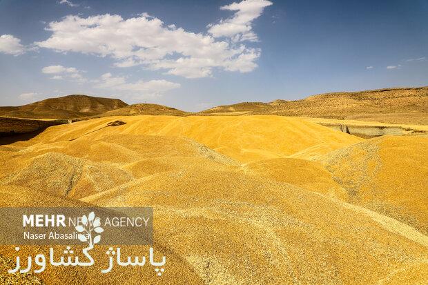 پرداخت مطالبات گندمکاران خوزستان تا هفته آینده/ کشاورزان گله مند 