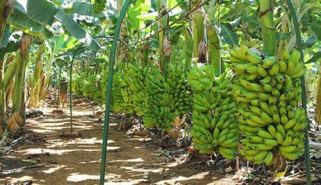 d9bed8b3d985d8a7d986d8af d8afd8b1d8aed8aa d985d988d8b2 dbb2dbb5 d8afd8b1d8b5d8af d8acdb8cd8b1d987 d8bad8b0d8a7db8cdb8c d8afd8a7d985 d8b1 6653ce8a4172d, پسماند درخت موز ۲۵ درصد جیره غذایی دام را غنی‌سازی می‌کند, پاساژ کشاورز | بازار بزرگ کشاورزی در ایران, اخبار پاساژ کشاورز, ,