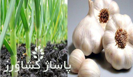 کاشت داشت و برداشت سیر, زمان کاشت سیر در پاییز, نحوه کاشت سیر (از کاشت تا برداشت), نحوه کاشت، رشد و برداشت سیر, همه چیز درباره کشت سیر, صفر تا صد نحوه برداشت سیر, کشت و کار سیر و پرورش آن و شرایط مناسب, زمان کاشت سیر در مناطق سردسیر, فیلم کاشت سیر, کاشت سیر در زمستان, کاشت سیر در پاییز, فصل برداشت سیر شمال, کاشت سیر در بهار, فصل برداشت سیر همدان, آبیاری سیر بعد از کاشت