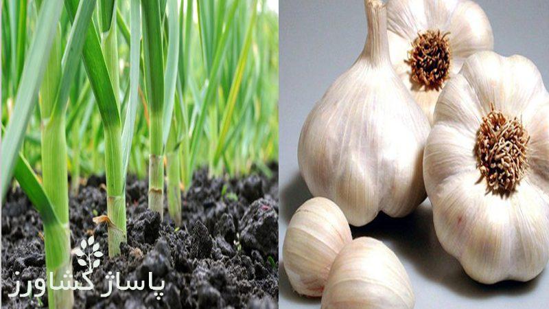 کاشت داشت و برداشت سیر 1 کاشت داشت و برداشت سیر, زمان کاشت سیر در پاییز, نحوه کاشت سیر (از کاشت تا برداشت), نحوه کاشت، رشد و برداشت سیر, همه چیز درباره کشت سیر, صفر تا صد نحوه برداشت سیر, کشت و کار سیر و پرورش آن و شرایط مناسب, زمان کاشت سیر در مناطق سردسیر, فیلم کاشت سیر, کاشت سیر در زمستان, کاشت سیر در پاییز, فصل برداشت سیر شمال, کاشت سیر در بهار, فصل برداشت سیر همدان, آبیاری سیر بعد از کاشت