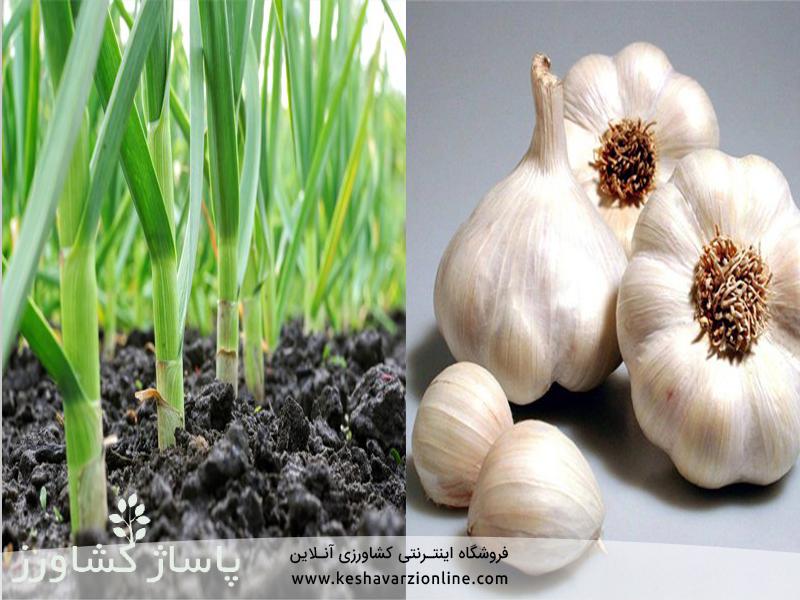 کاشت داشت و برداشت سیر, زمان کاشت سیر در پاییز, نحوه کاشت سیر (از کاشت تا برداشت), نحوه کاشت، رشد و برداشت سیر, همه چیز درباره کشت سیر, صفر تا صد نحوه برداشت سیر, کشت و کار سیر و پرورش آن و شرایط مناسب, زمان کاشت سیر در مناطق سردسیر, فیلم کاشت سیر, کاشت سیر در زمستان, کاشت سیر در پاییز, فصل برداشت سیر شمال, کاشت سیر در بهار, فصل برداشت سیر همدان, آبیاری سیر بعد از کاشت