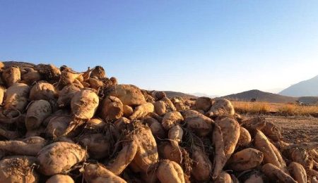 daa9d8a7d987d8b4 dbb3dbb0 d8afd8b1d8b5d8afdb8c d985d8b5d8b1d981 d8a2d8a8 d8a8d8a7 daa9d8b4d8aa d9bed8a7db8cdb8cd8b2d987 da86d8bad986d8af 6653c8a8e554f, کاهش ۳۰ درصدی مصرف آب با کشت پاییزه چغندرقند, پاساژ کشاورز | بازار بزرگ کشاورزی در ایران, اخبار پاساژ کشاورز, ,