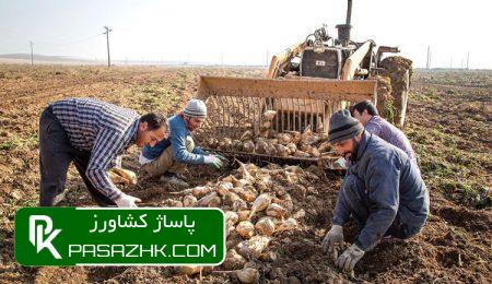 daa9d985d8a8d988d8af daa9d8a7d985db8cd988d986 d8aad987d8afdb8cd8afdb8c d8a8d8b1d8a7db8c da86d8bad986d8afd8b1daa9d8a7d8b1d8a7d986 d8af 6656e6b050a84, کمبود کامیون تهدیدی برای چغندرکاران دزفول/محصول درآستانه فاسد شدن, پاساژ کشاورز | بازار بزرگ کشاورزی در ایران, اخبار پاساژ کشاورز, ,