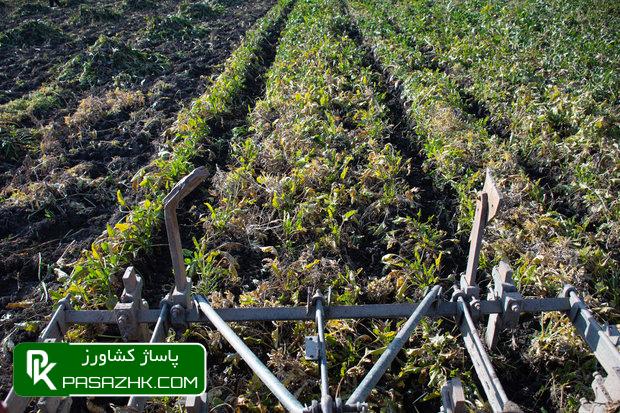 کمبود کامیون تهدیدی برای چغندرکاران دزفول/محصول درآستانه فاسد شدن 2 کمبود کامیون تهدیدی برای چغندرکاران دزفول/محصول درآستانه فاسد شدن