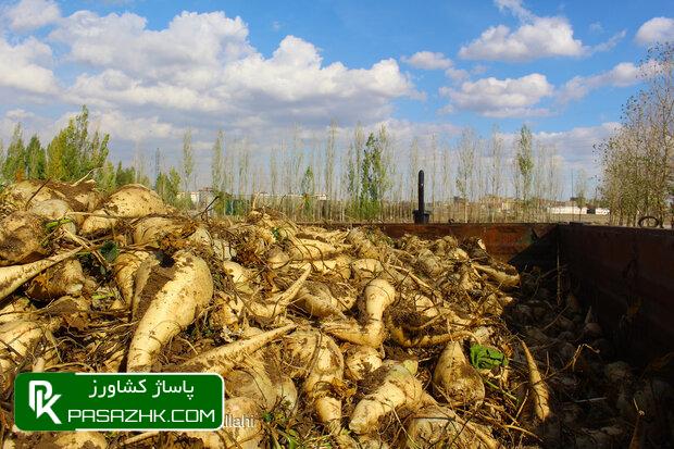 کمبود کامیون تهدیدی برای چغندرکاران دزفول/محصول درآستانه فاسد شدن 3 کمبود کامیون تهدیدی برای چغندرکاران دزفول/محصول درآستانه فاسد شدن