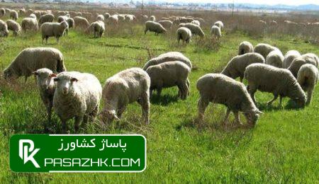 آمار دام سبک بین ۶۲ تا ۷۱.۱۶ میلیون رأس متغیر است 2 d8a2d985d8a7d8b1 d8afd8a7d985 d8b3d8a8daa9 d8a8db8cd986 dbb6dbb2 d8aad8a7 dbb7dbb1 dbb1dbb6 d985db8cd984db8cd988d986 d8b1d8a3d8b3 d985 6667f5933ad78, آمار دام سبک بین ۶۲ تا ۷۱.۱۶ میلیون رأس متغیر است, پاساژ کشاورز | بازار بزرگ کشاورزی در ایران, اخبار پاساژ کشاورز, ,